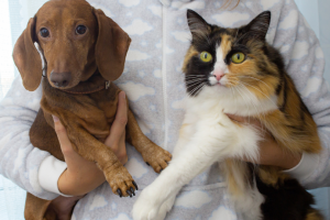 Is Hard Water Safe for Your Pets ?