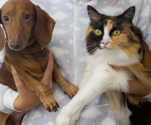 Is Hard Water Safe for Your Pets ?
